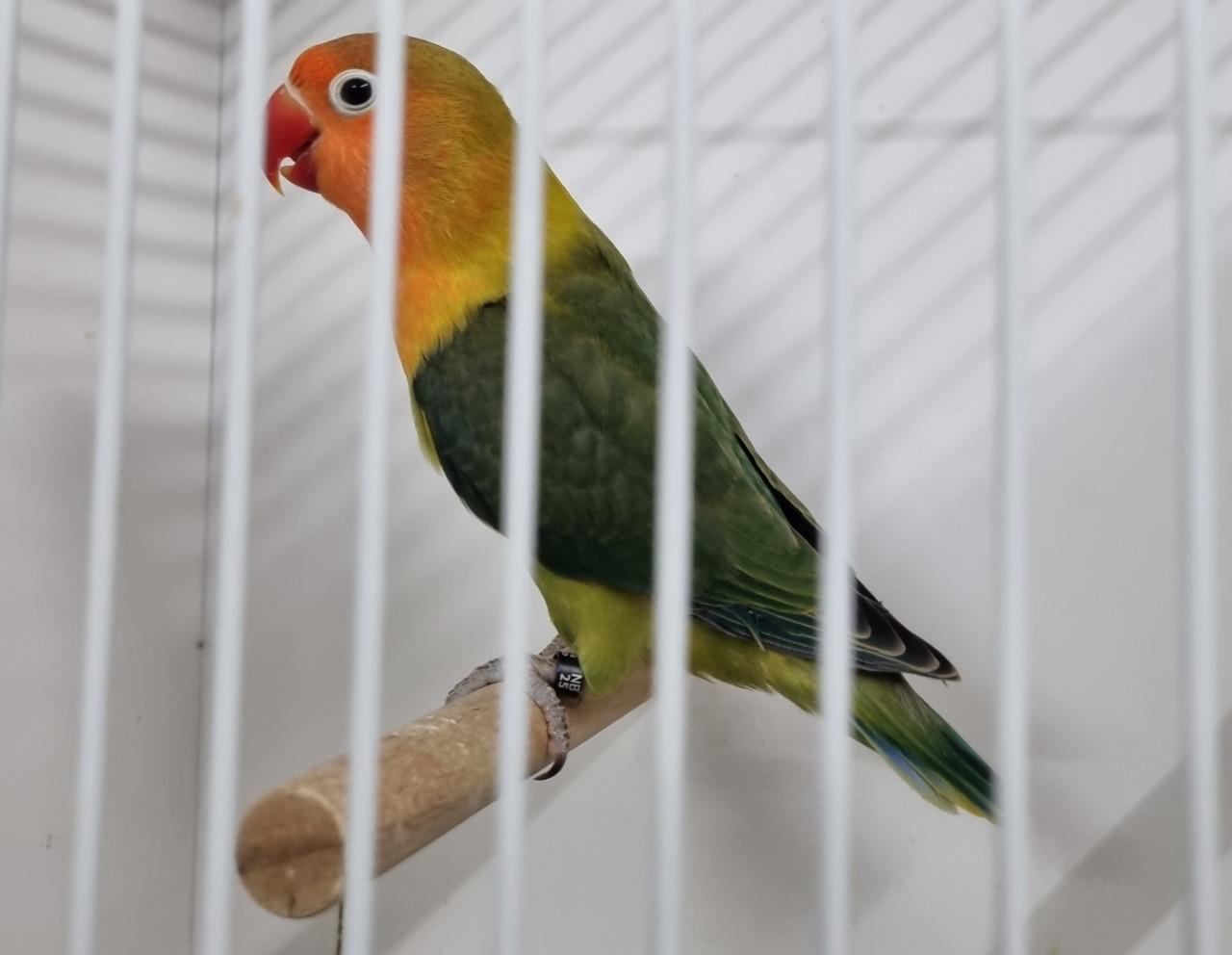 Mooie agapornis fischeries