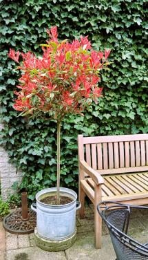 Zeer decoratieve photinia op stam  - "Pink marble"
