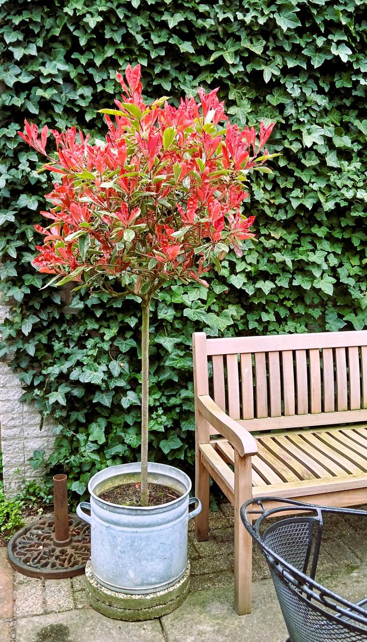 Zeer decoratieve photinia op stam  - "Pink marble"
