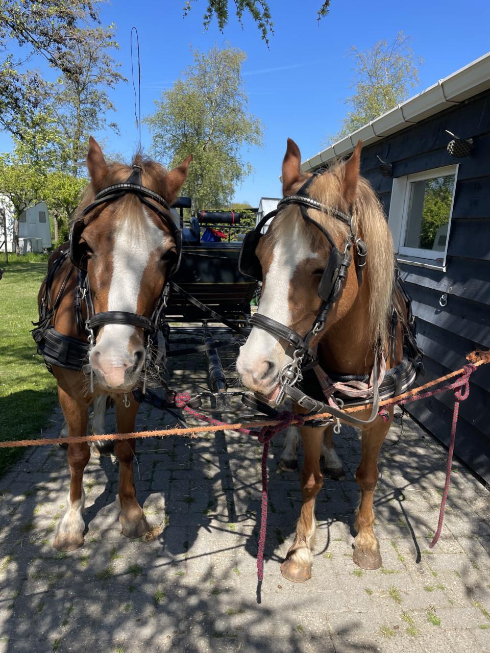 Span welsh ponys en marathon/recreatiewagen