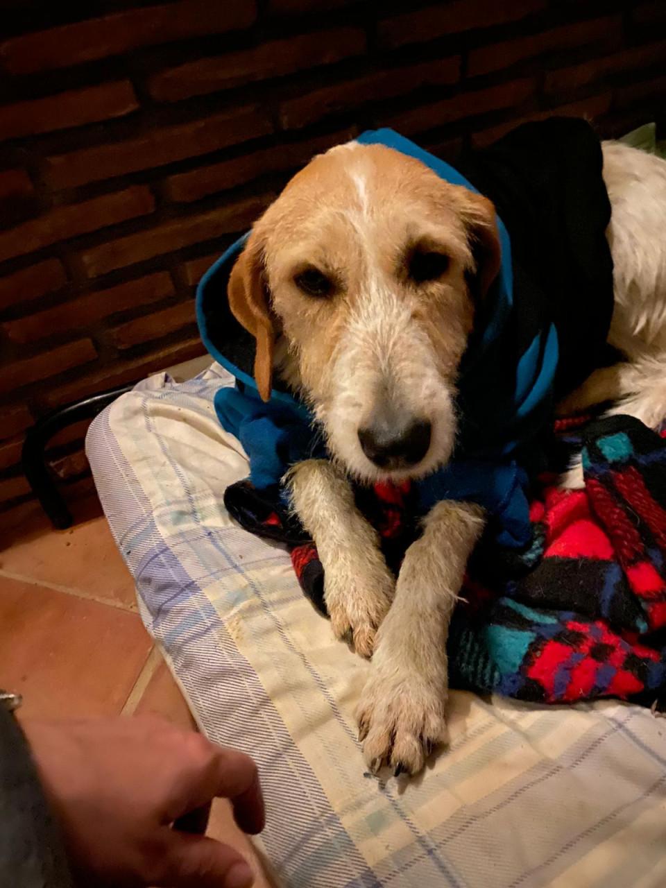 Alora Dog Rescue: Effie, wie geeft haar een thuis