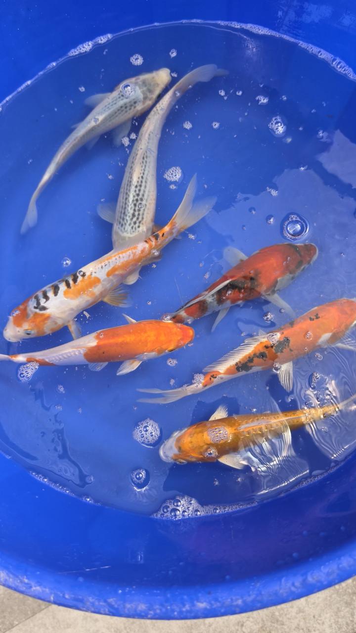 Leuke koi voor weining