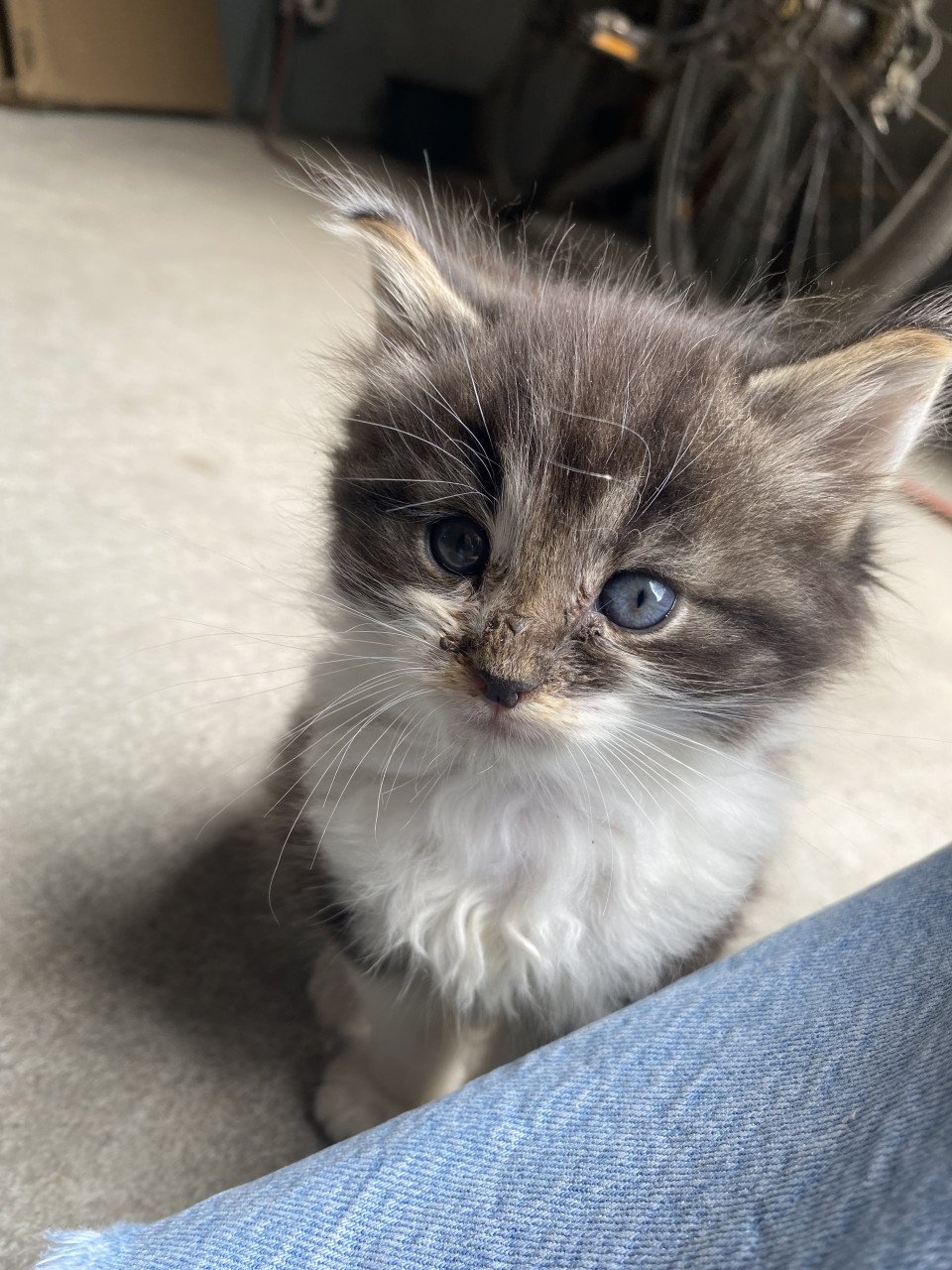 Kittens zoeken nieuw huisje!