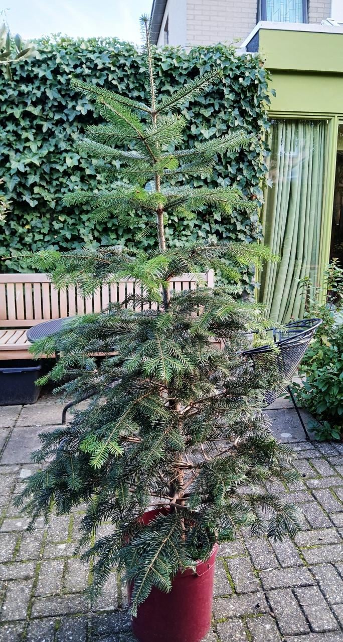 Kerstboom met kluit in emmer