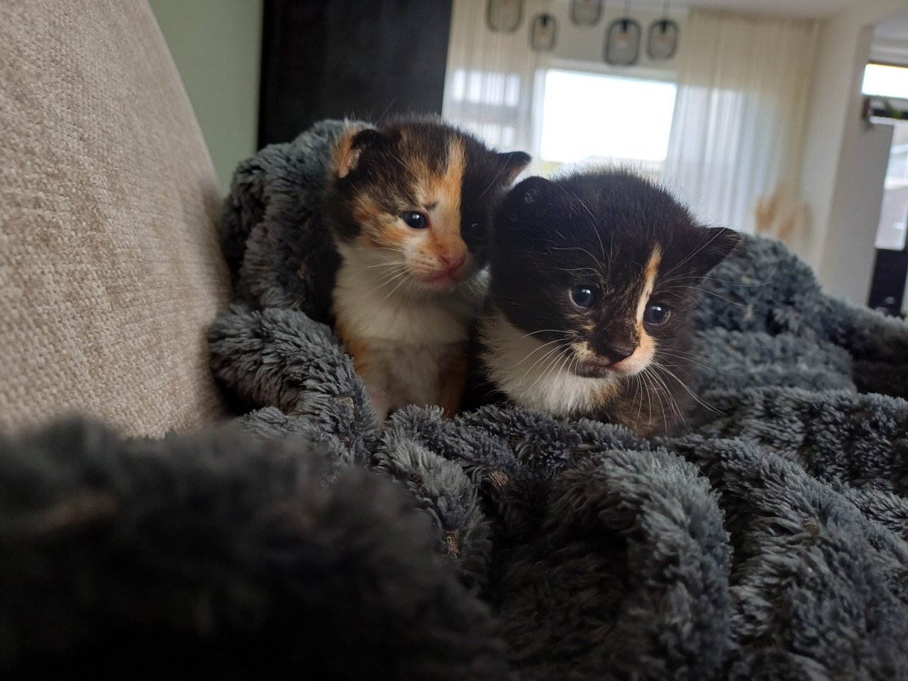 Kittens