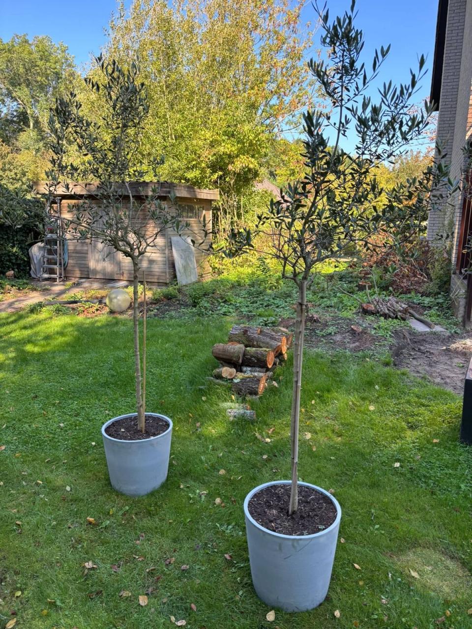 Drie olijfbomen in pot