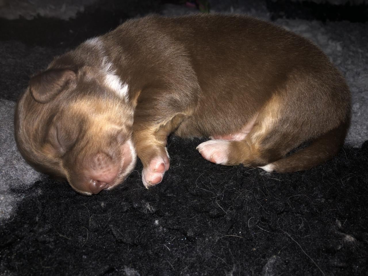 Australian shepherd pups met stamboom!