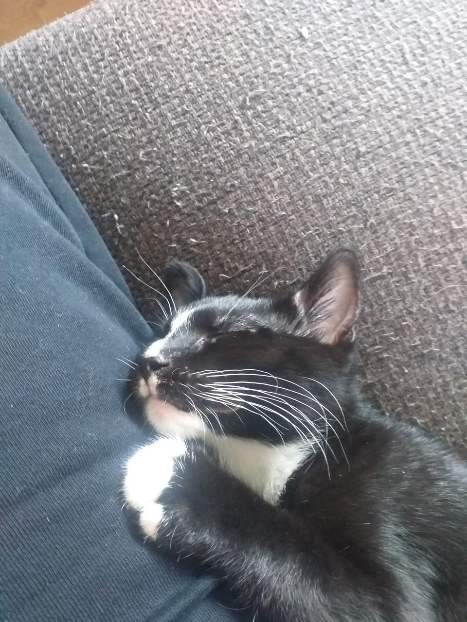 Super lieve kittens