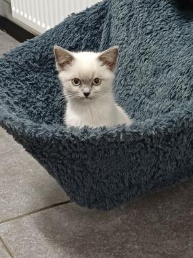 Prachtige BritskorthaarxRagdoll kittens beschikbaar