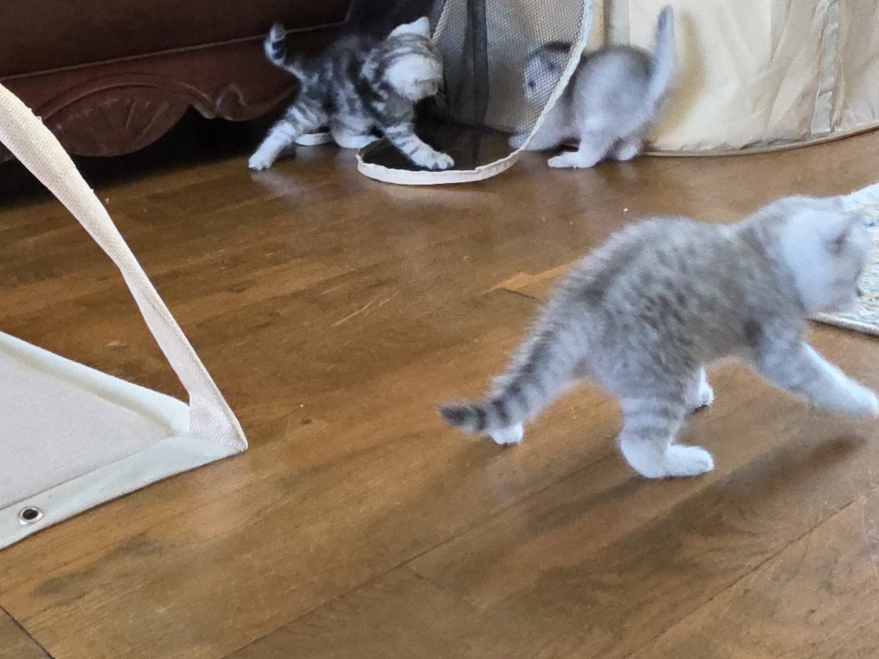 Brits korthaar silver tabby (Whiskas)