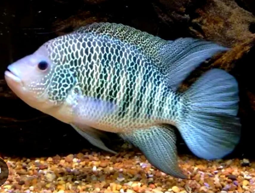 Cichlasoma Beani cichliden