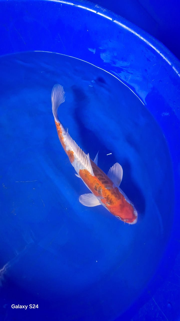Japanse koi 30-40cm