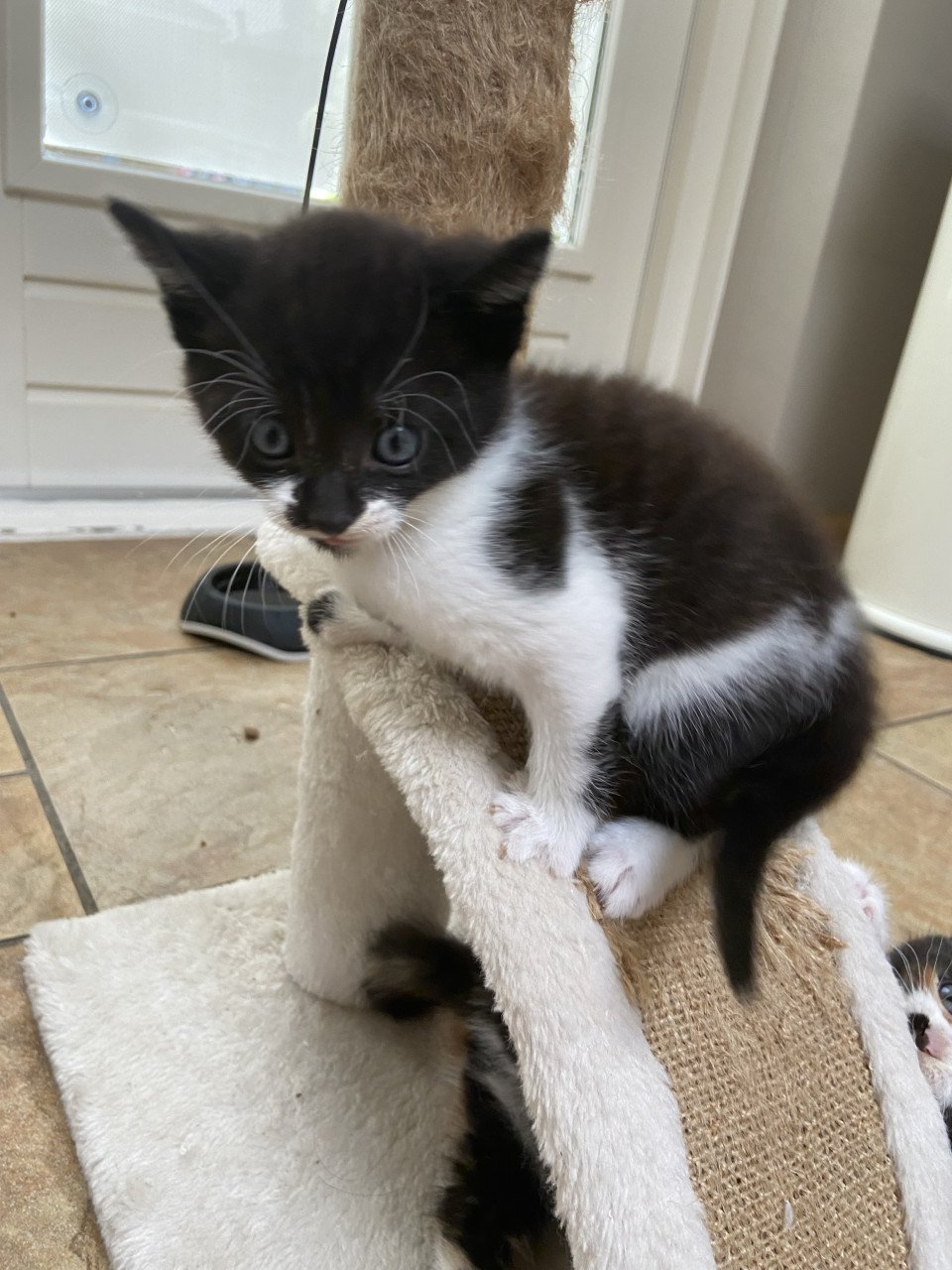 Snoezige kitten