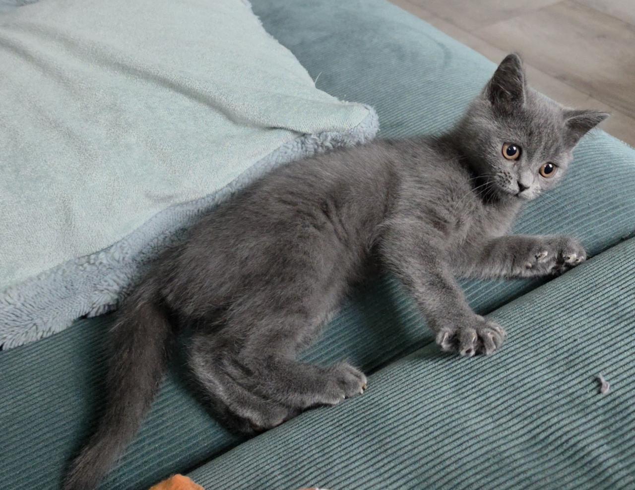 Kitten britse korthaar blue