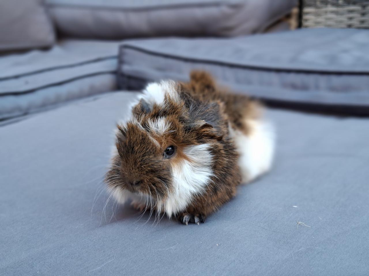 Mooie peruvian cavia's