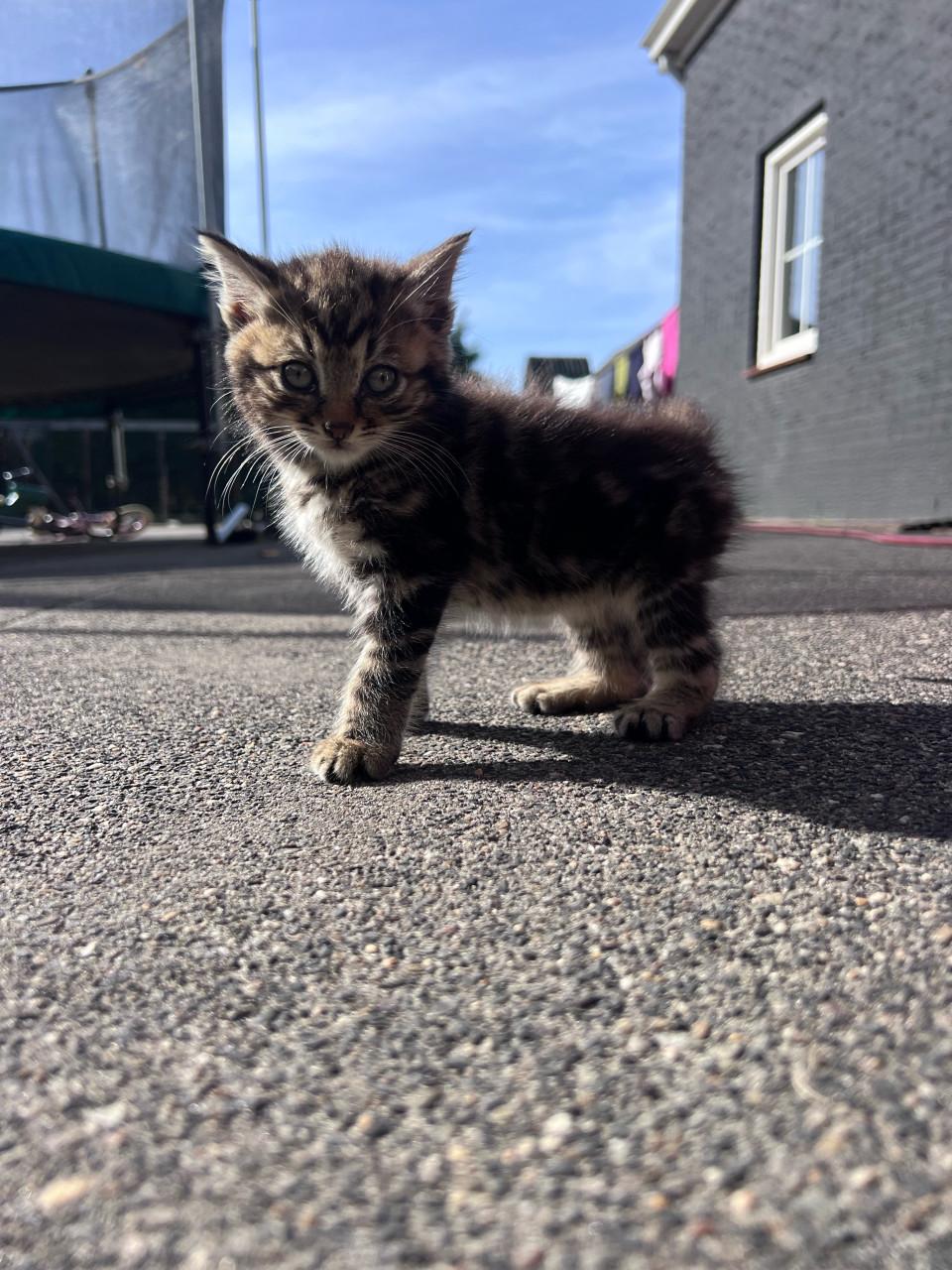 Relaxte kittens te koop