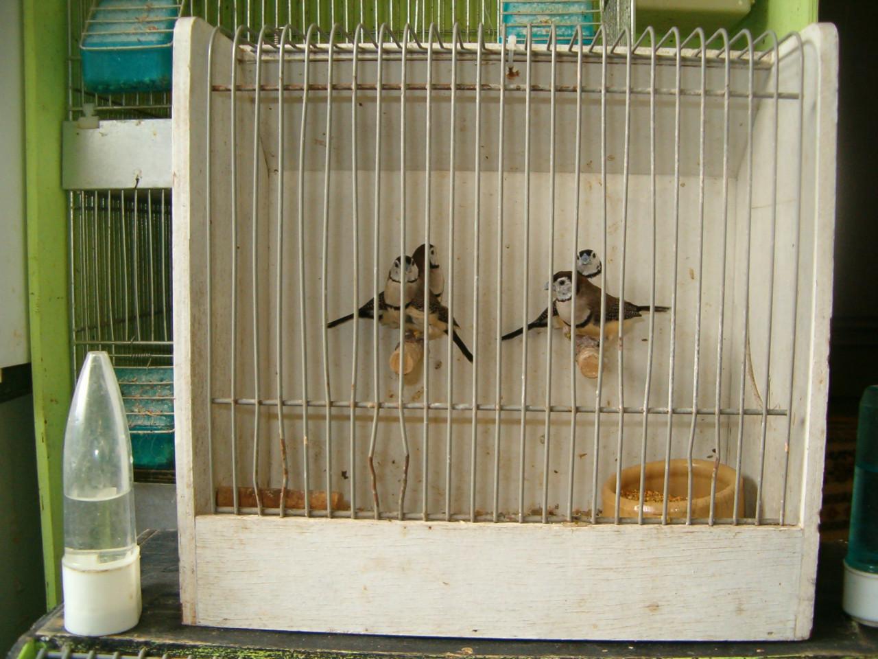 4 bichenows 7Gouldamadines koppels Potugese Harlekijn