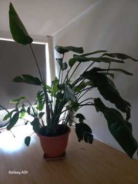 Strelitzia  -  Paradijsvogelplant