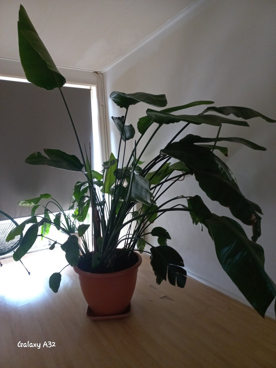 Strelitzia  -  Paradijsvogelplant