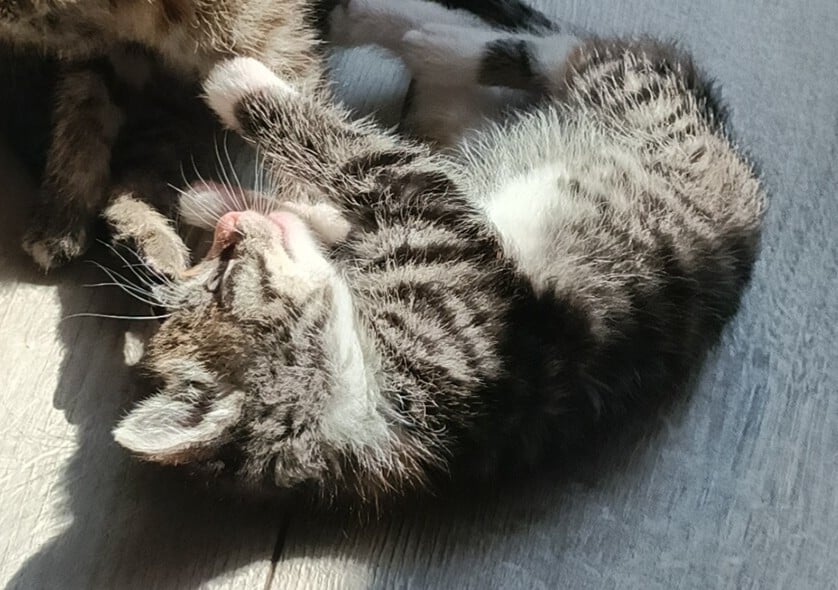 Nog twee sociale Kitten poesjes