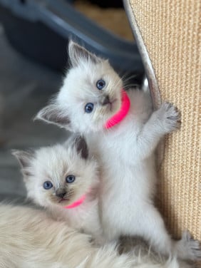 Ragdoll x Nebelung poesjes en katertjes kittens