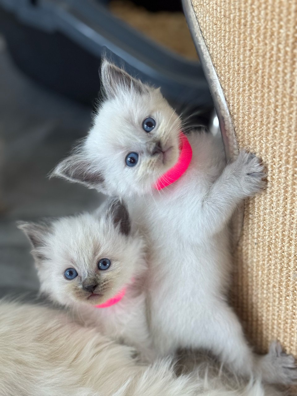 Ragdoll x Nebelung poesjes en katertjes kittens