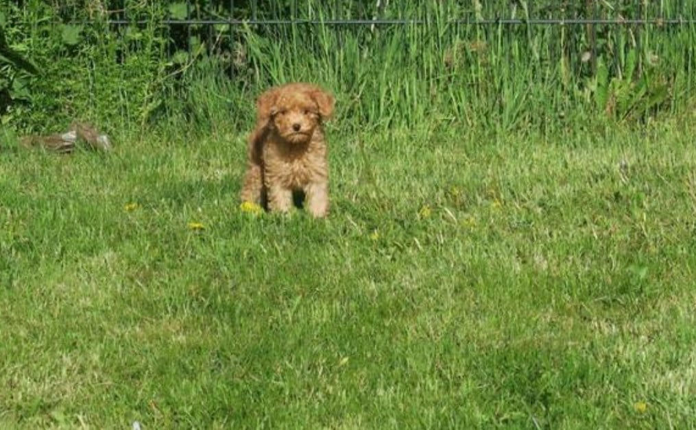 Maltipoo pup reutje