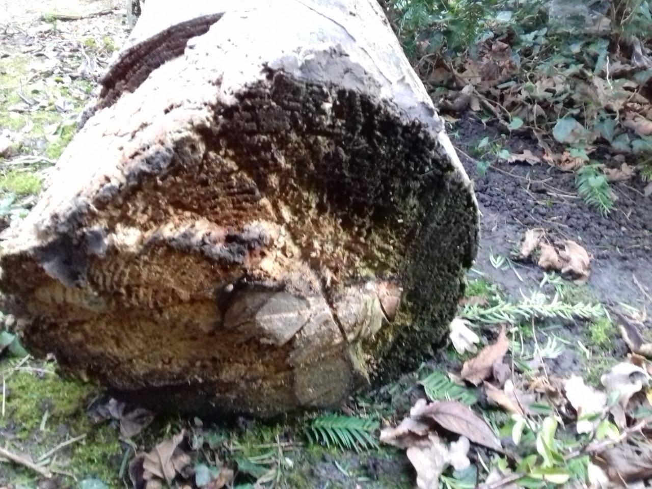 Boomstam 33 x 175 cm