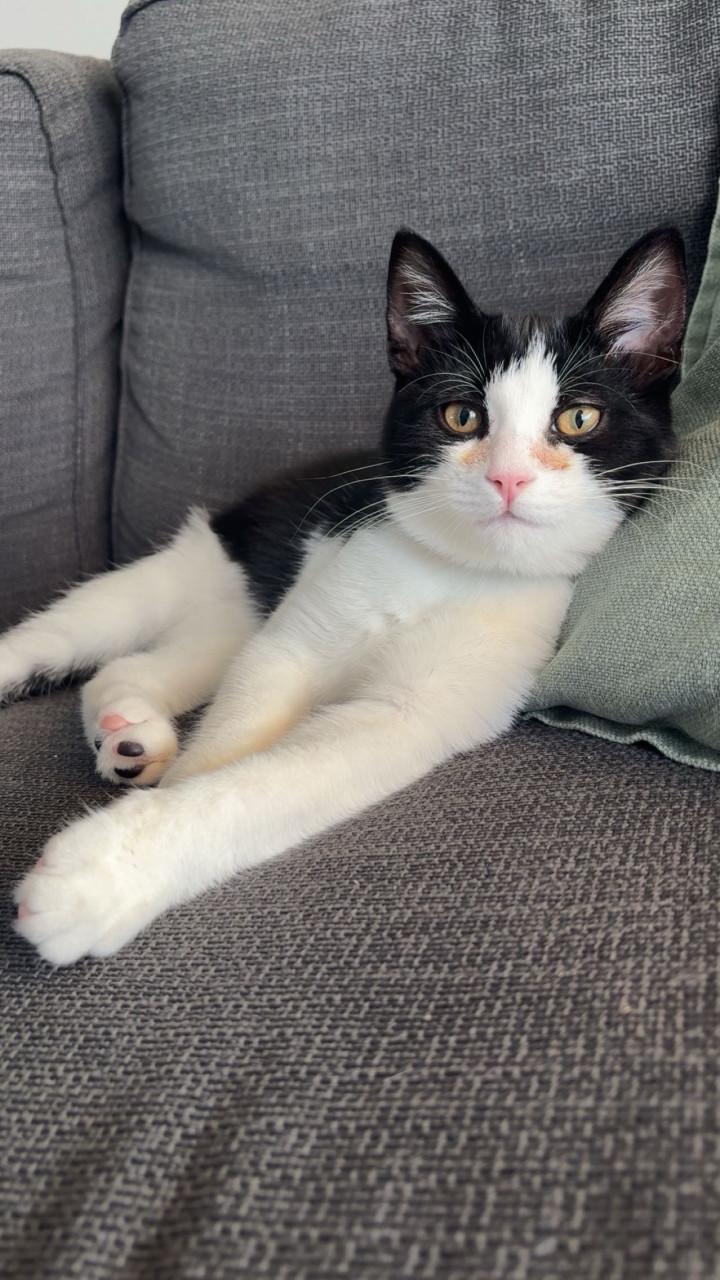 Bilou en Bailey zoeken een goud mandje