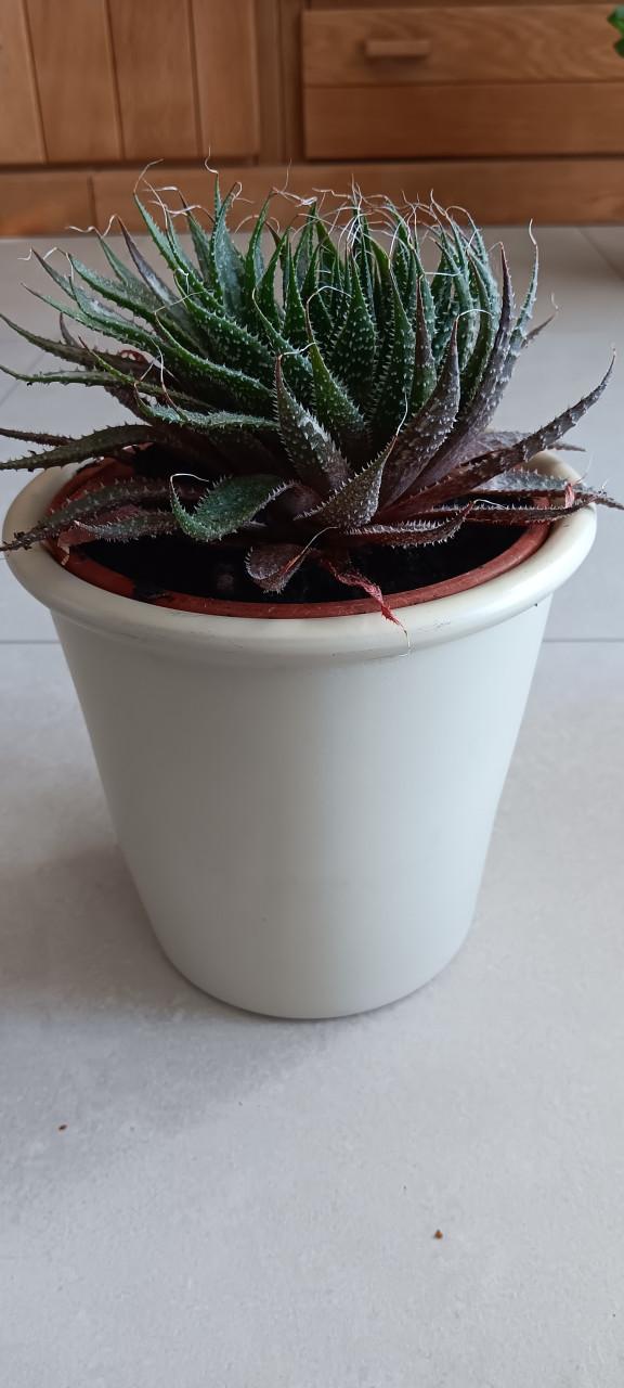 MOOIE VETPLANT incl. BLOEMPOT