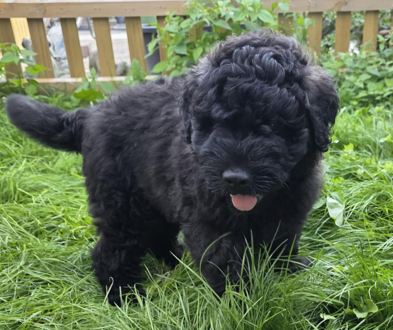 Prachtige Bouvier pups