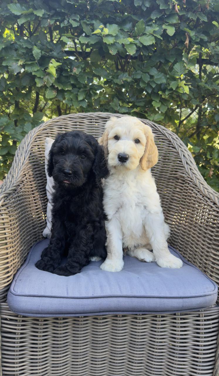 Labradoodle pups