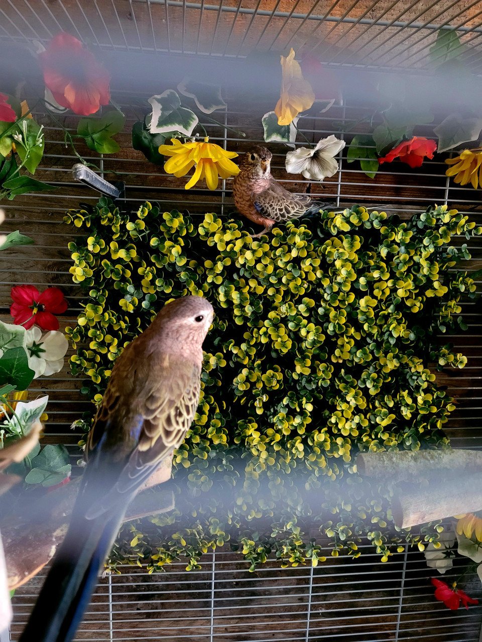 Koppeltje Bourkeparkieten 2024