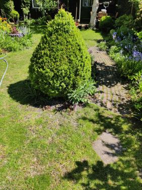 Buxus gratis op te halen 1.20 x 1.00 m