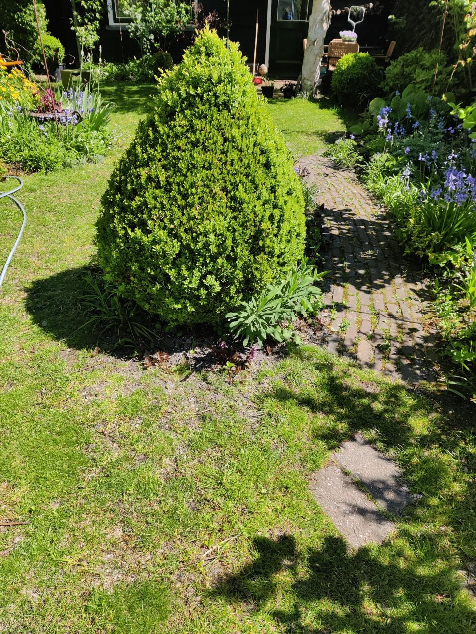 Buxus gratis op te halen 1.20 x 1.00 m