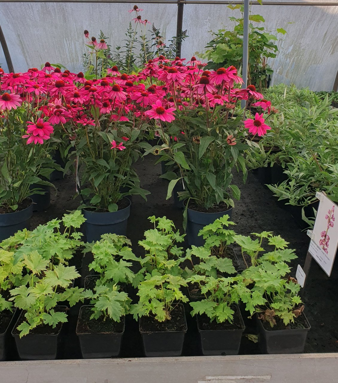 Tuinplanten OUDELANDE
