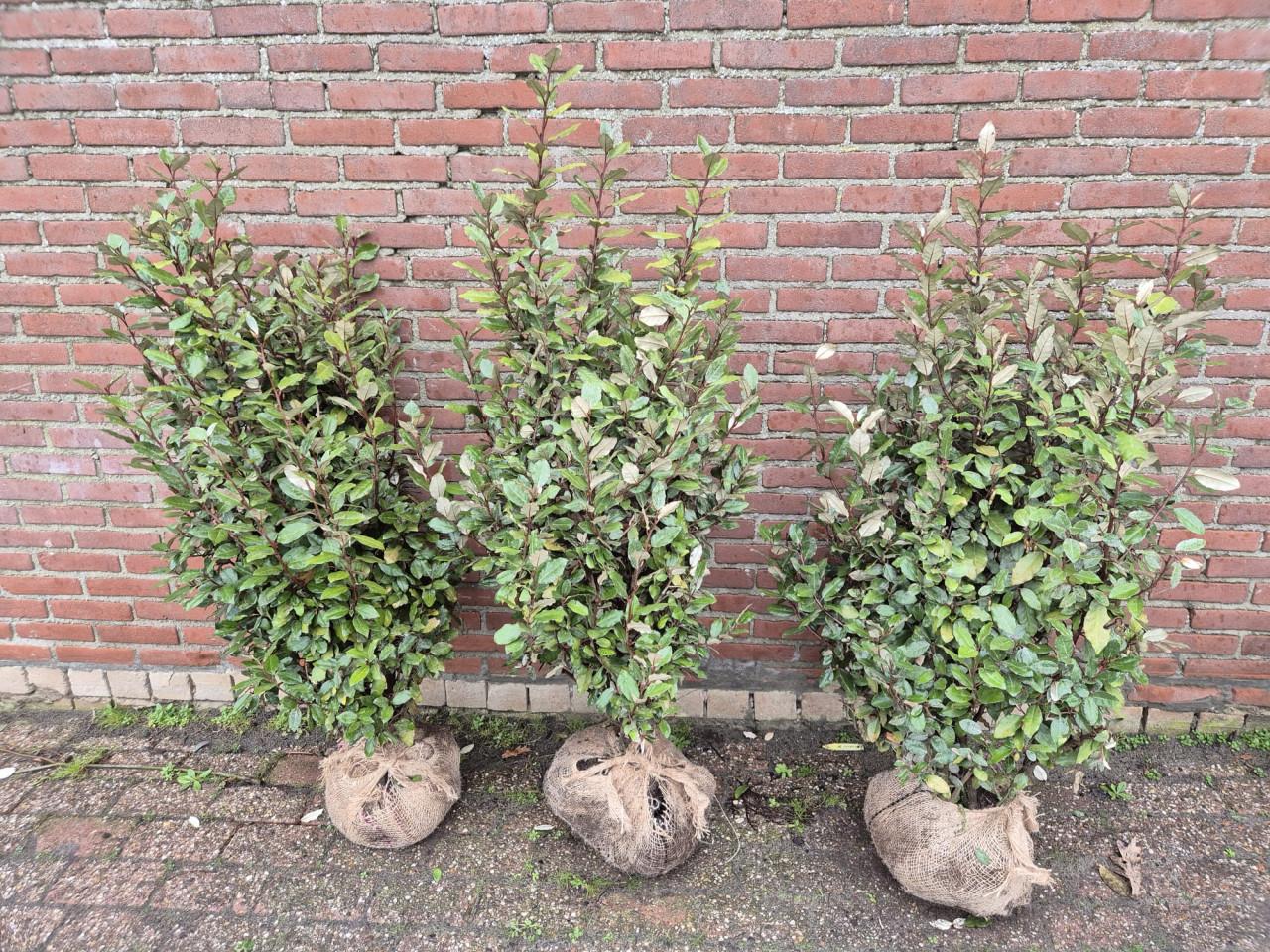 Olijfwilg compacta haagplanten in meerdere maten leverbaar