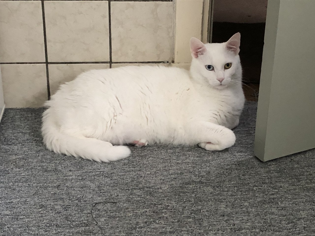 Katten