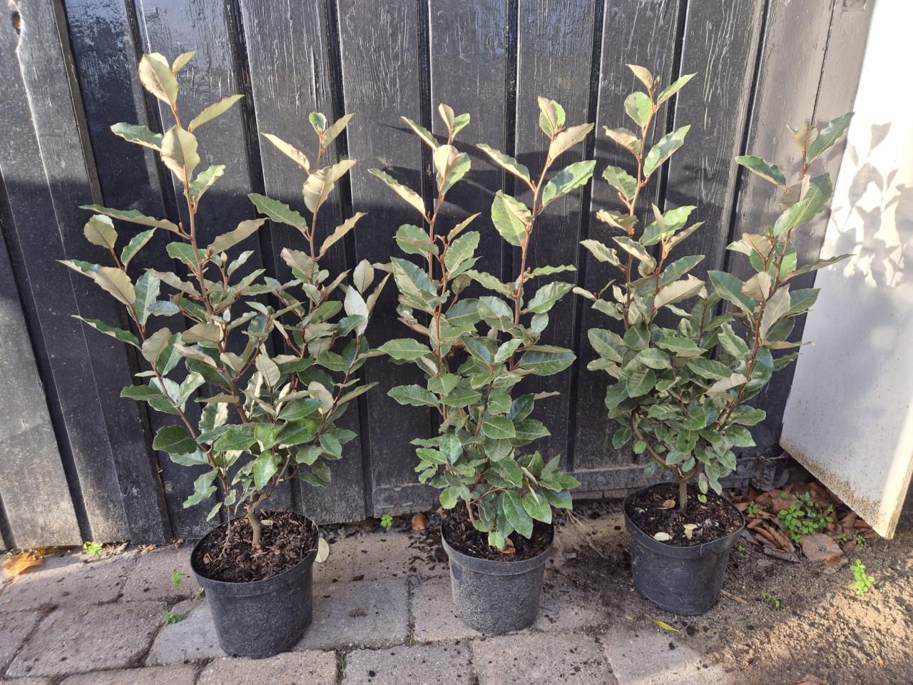 Olijfwilg compacta haagplanten 60+ cm