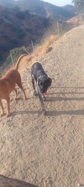 Alora Dog Rescue: Macho, deze knuffelbeer zoekt wil zo graag een thuis