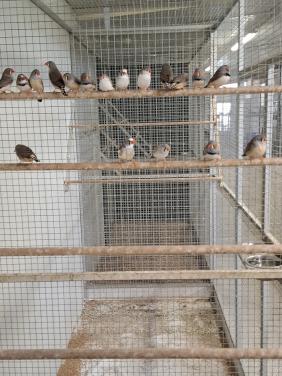 Zebravinken in diverse kleuren