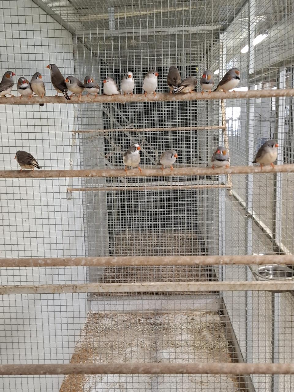 Zebravinken in diverse kleuren