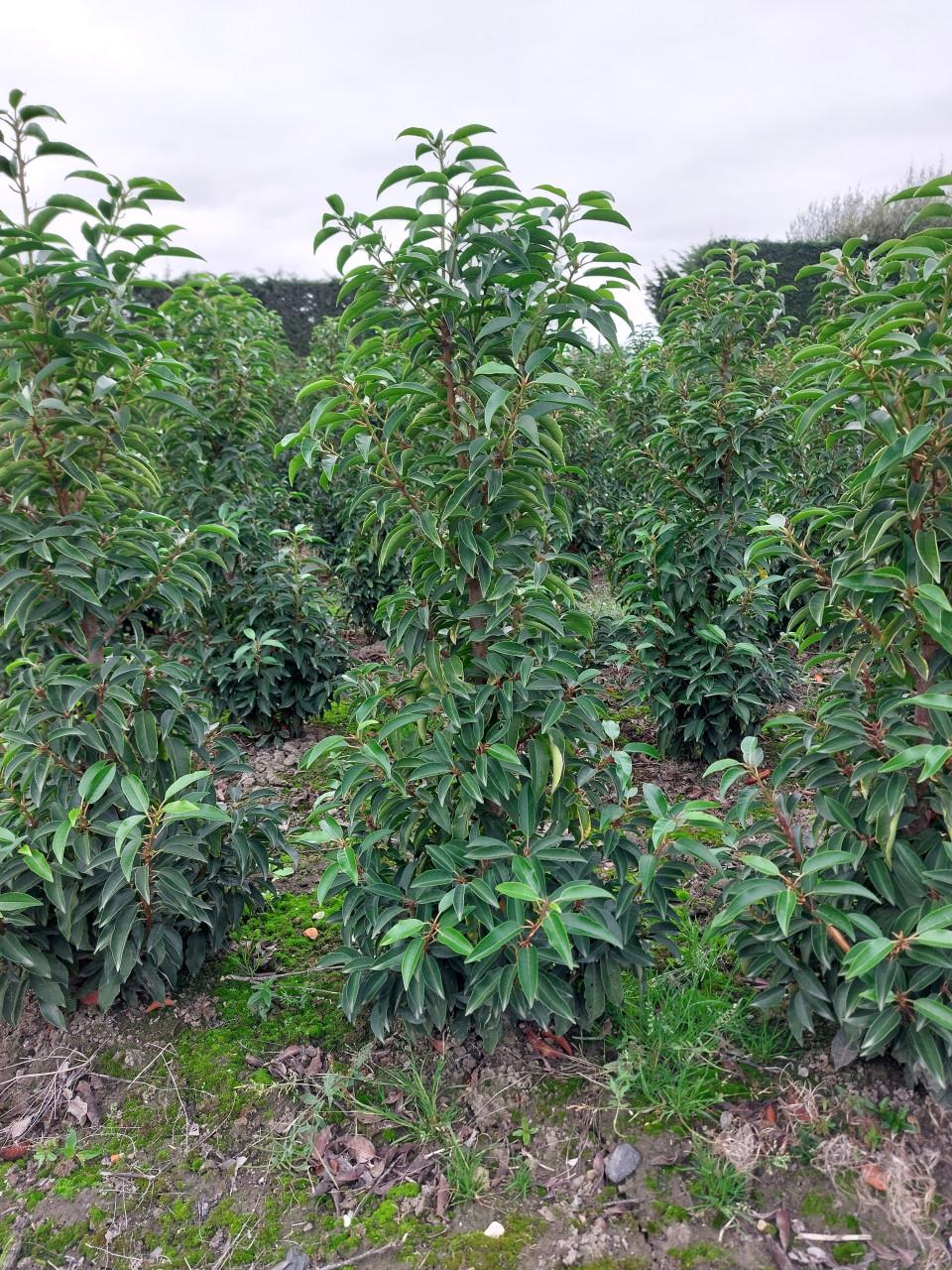 TE KOOP PORTUGESE LAURIER