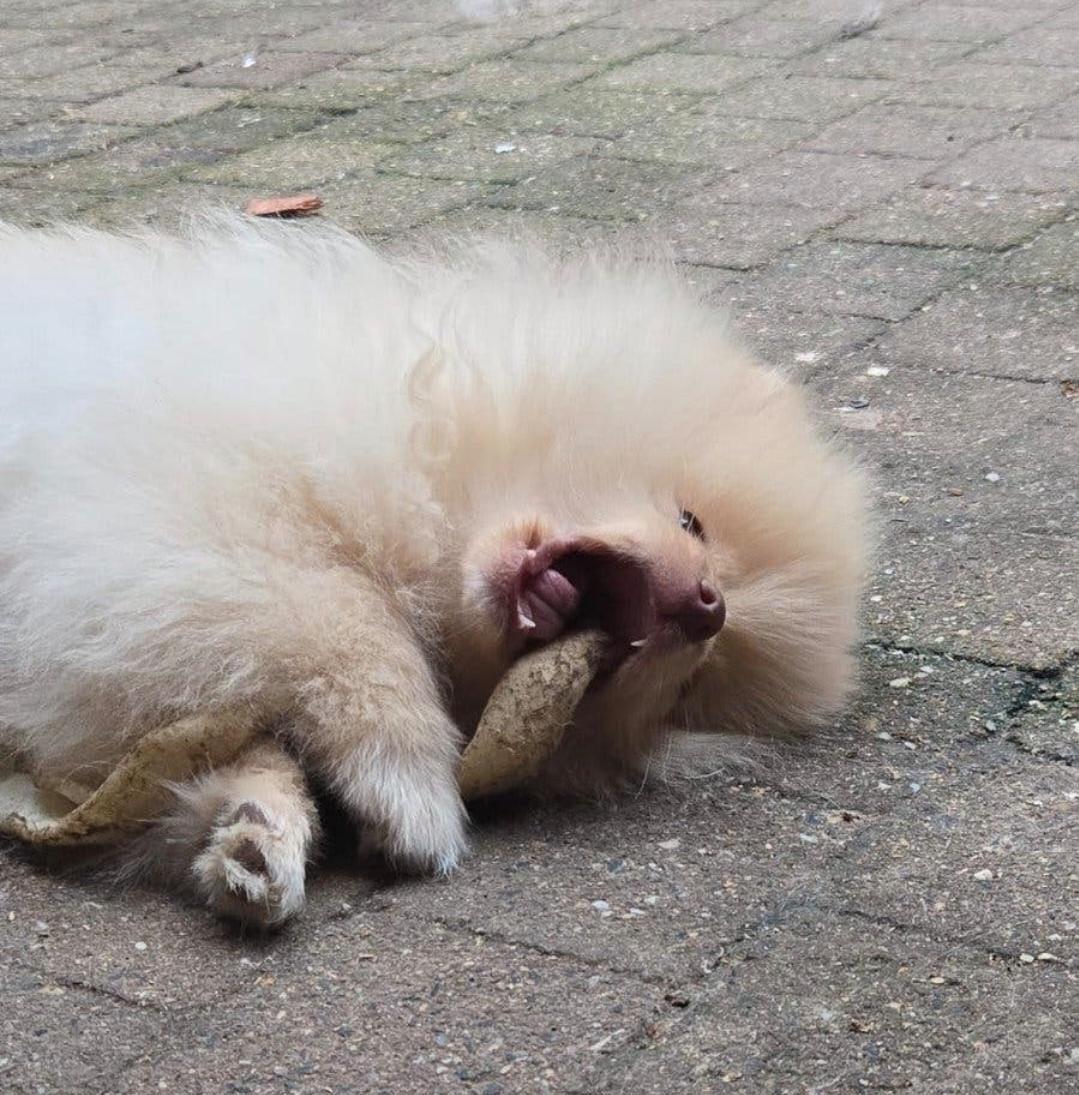 Pomeriaan pup (reutje)