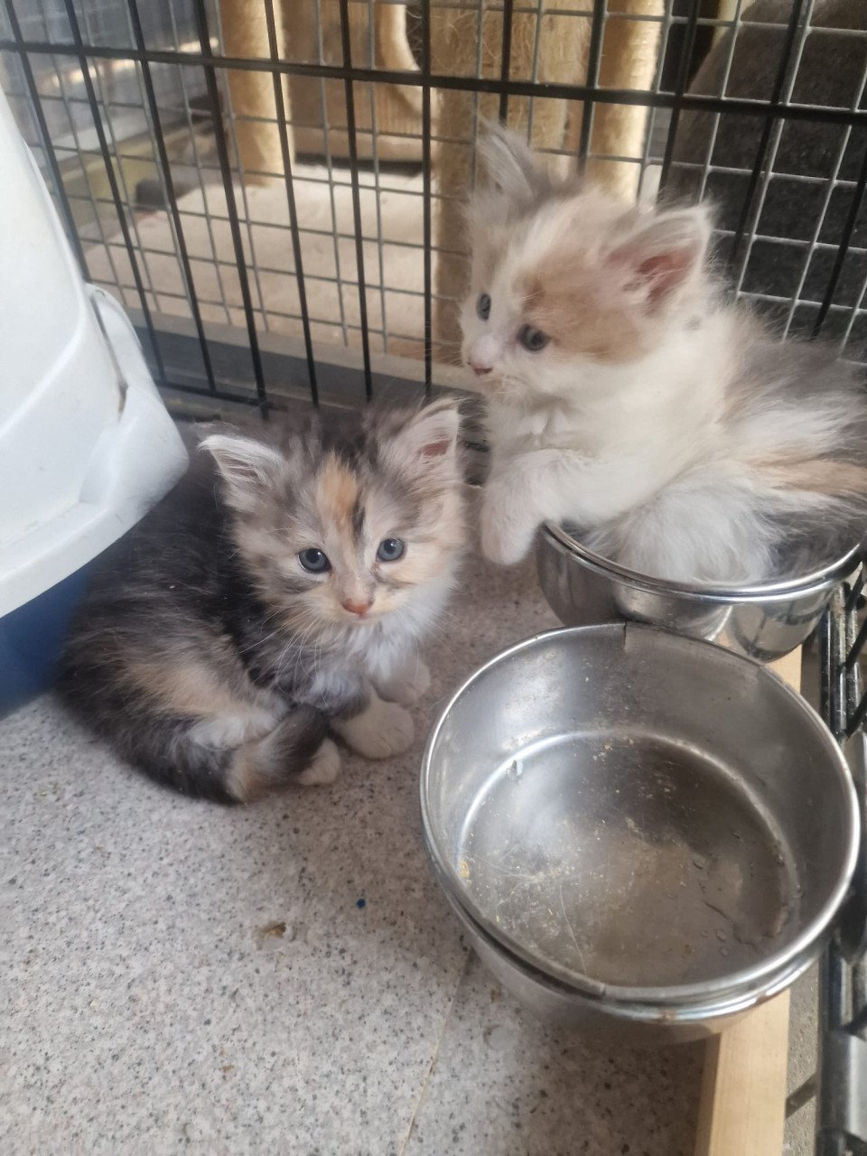 Te koop mooie Maine Coon kittens
