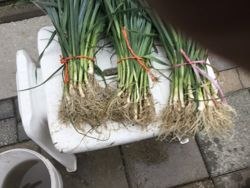 Prei planten