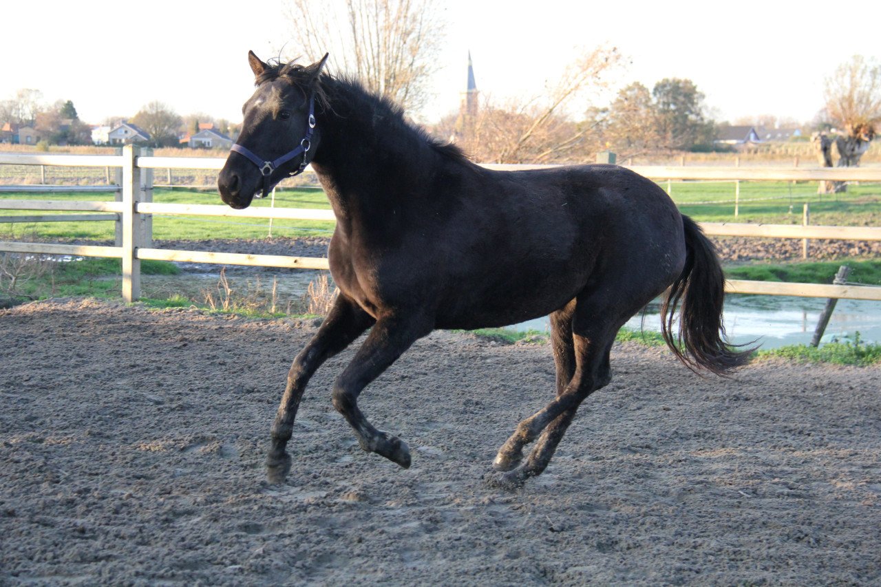 Meerdere fijne recreatiepaarden te koop