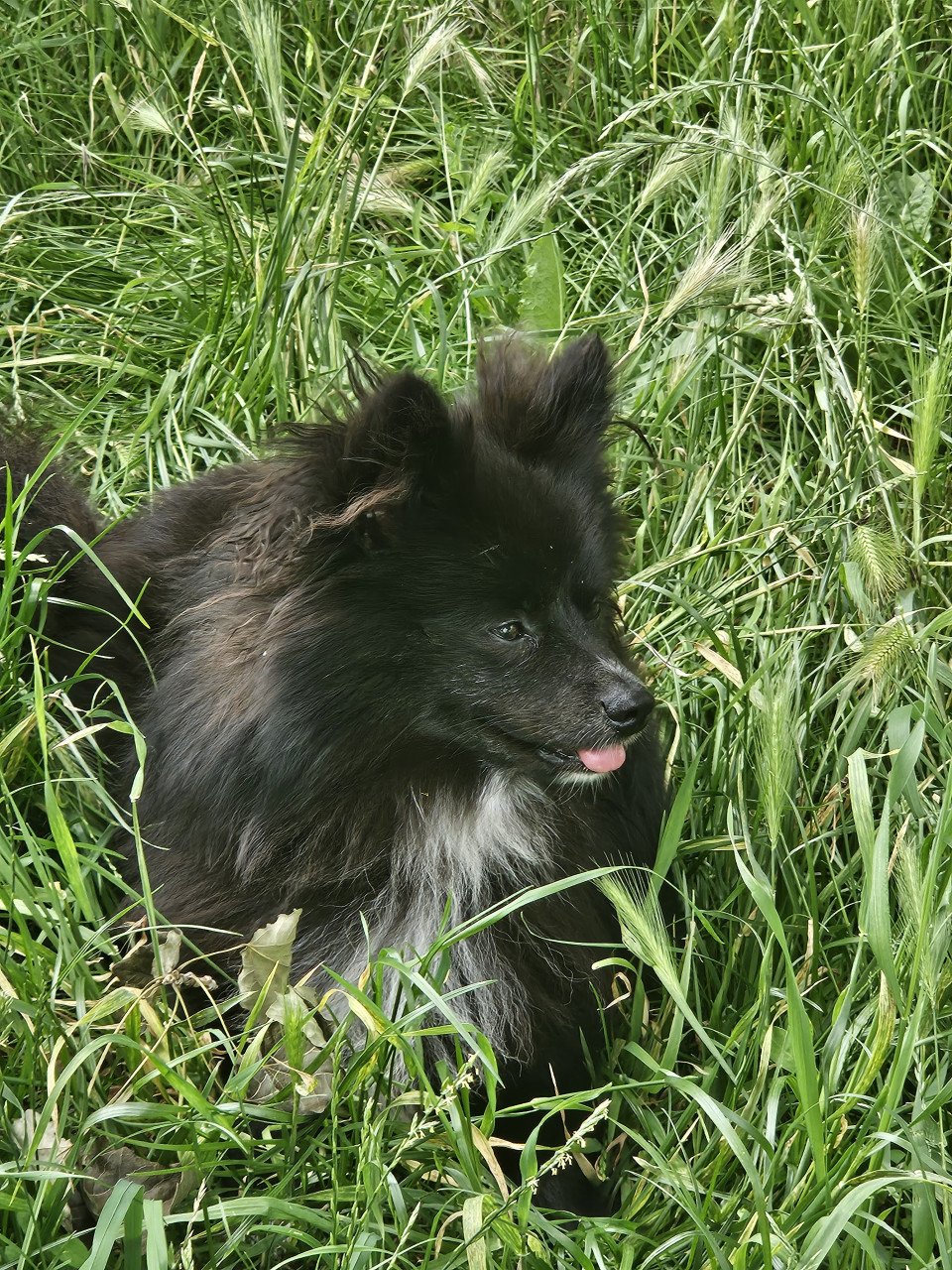 Hondjes