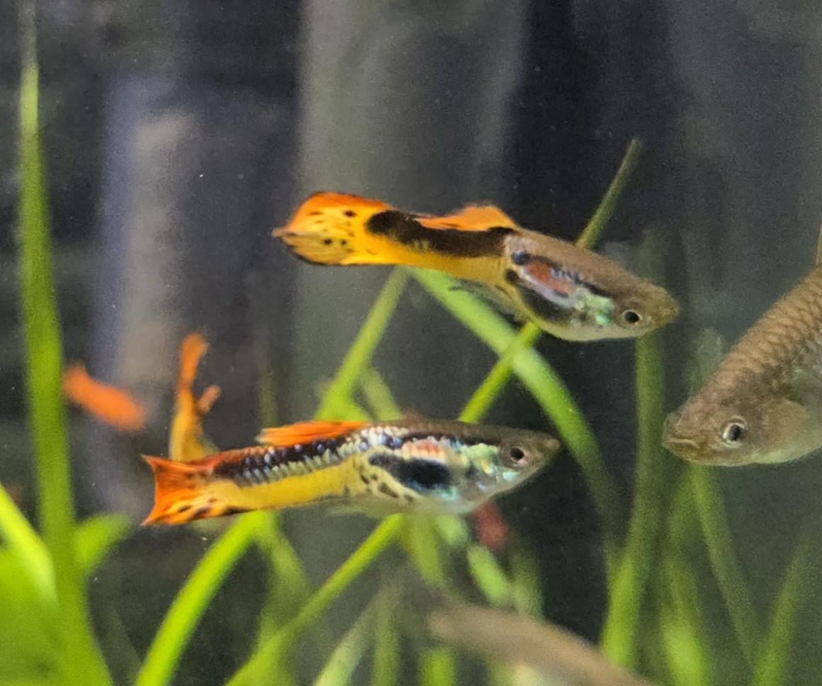 Guppy's