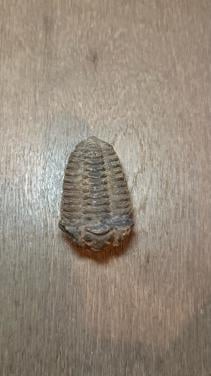 Fossiel Trilobiet (mogelijk)